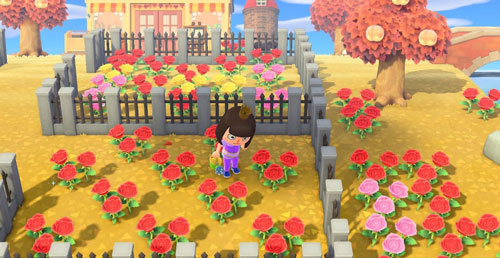 动物森友会黑玫瑰怎么获得 黑玫瑰杂交增值方法分享