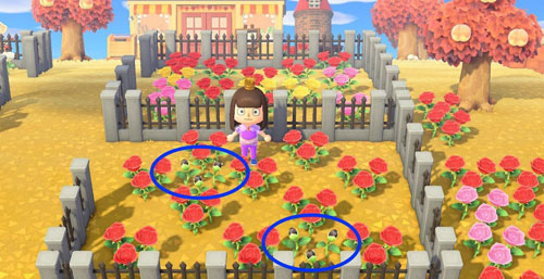 动物森友会黑玫瑰怎么获得 黑玫瑰杂交增值方法分享