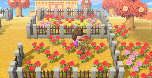 动物森友会黑玫瑰怎么获得 黑玫瑰杂交增值方法分享