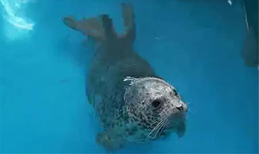 《碧蓝航线》角度的选择很微妙,给活动带来扭曲的幽默感